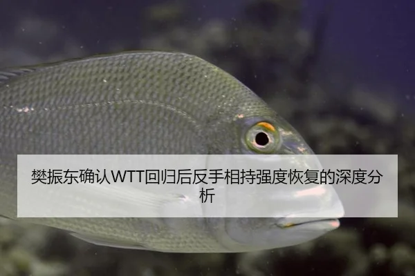 樊振东确认WTT回归后反手相持强度恢复的深度分析