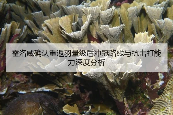 霍洛威确认重返羽量级后冲冠路线与抗击打能力深度分析